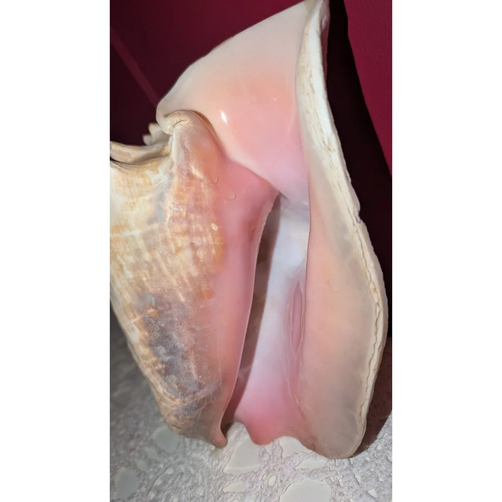 8" Queen Conch Shell Natural Pink Beige Clean Large, Small Hole, Beautiful Pink - Picture 6 of 9